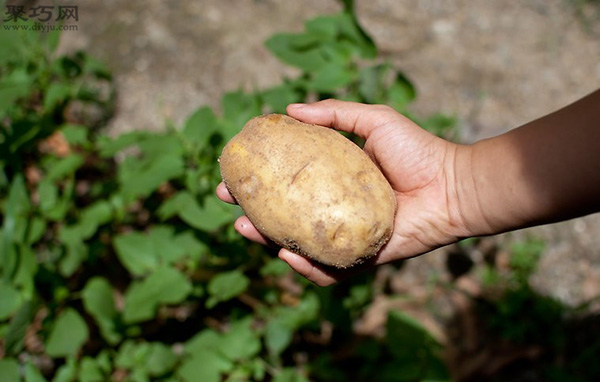 家里種土豆的種植方法 馬鈴薯栽培技術