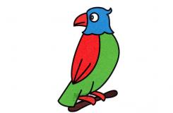 鳥類表演藝術家尖嘴鸚鵡怎么畫簡筆畫最漂亮