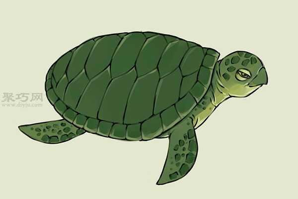 画画真实的乌龟的步骤 来看画乌龟画法步骤