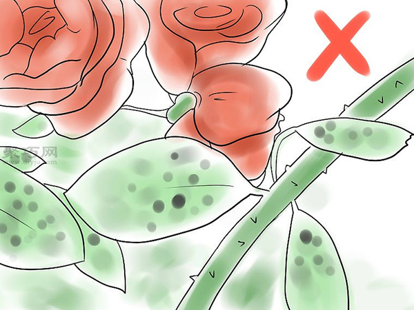 種植玫瑰花教程圖解 怎么樣種植玫瑰花