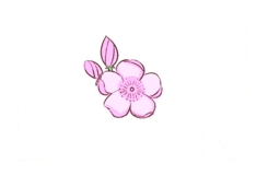 兒童畫粉色櫻花步驟 來學粉色櫻花簡筆畫