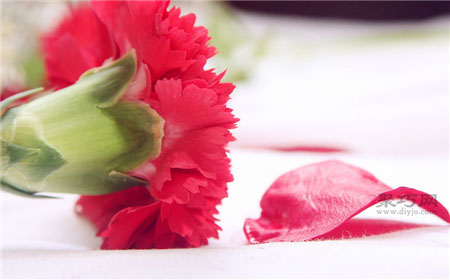 紅康乃馨的花語和象征意義 母親節最好送什么顏色康乃馨