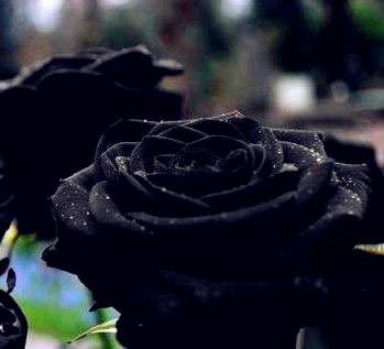 黑玫瑰花語是什么？黑玫瑰多少錢一支？