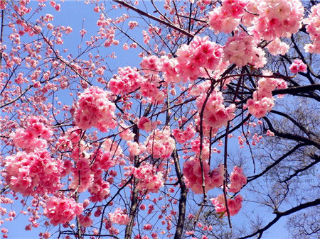 櫻花的花語是什么？各種櫻花花語大全