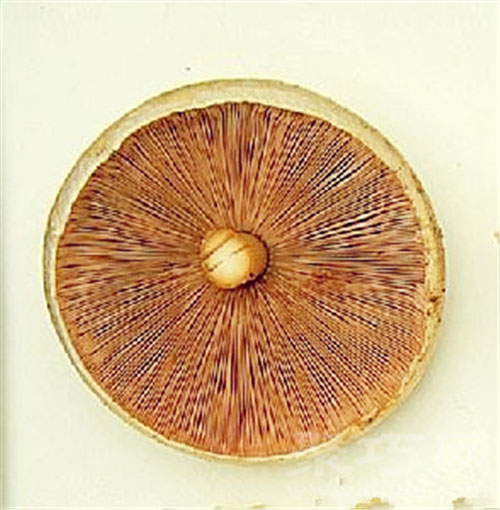 10月18日生日花树蘑菇