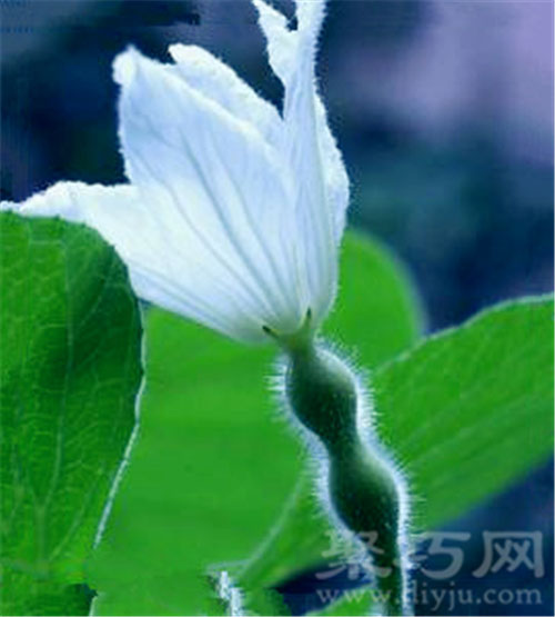 1月12日生日花：葫芦花 葫芦花花语
