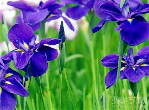 5月4日生日花：紫萝兰 紫萝兰花语