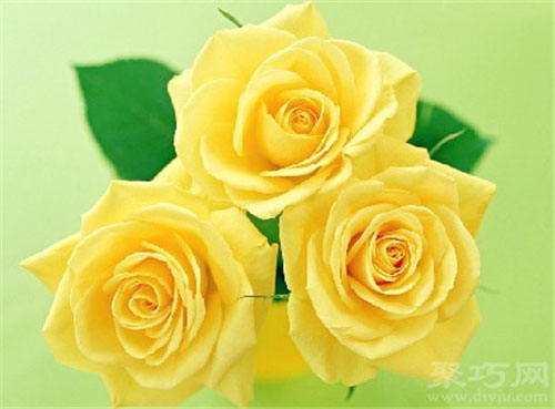 6月1日生日花：黃玫瑰 黃玫瑰花語