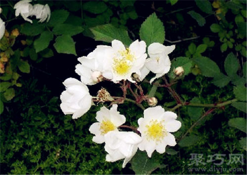 6月12日生日花：野蔷薇 野蔷薇花语