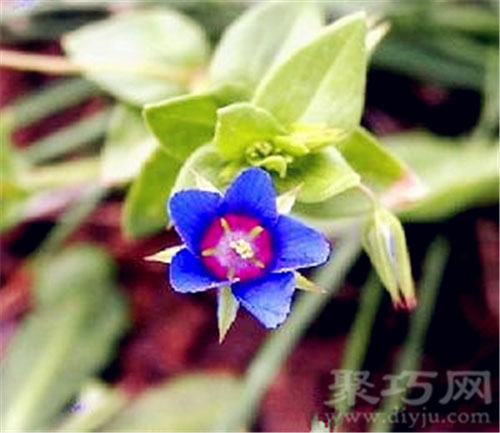 6月2日生日花：蓝繁缕 蓝繁缕花语
