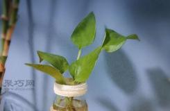 玻璃瓶廢物利用改造成小清新綠植水培花瓶方法