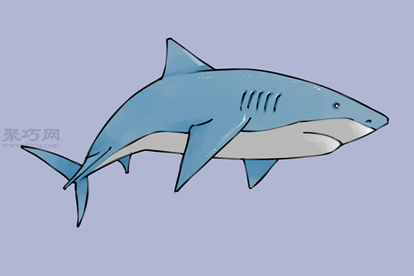 画可爱的鲨鱼步骤详解 教你鲨鱼的画法