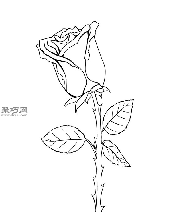 用铅笔画玫瑰花的简笔画步骤 11