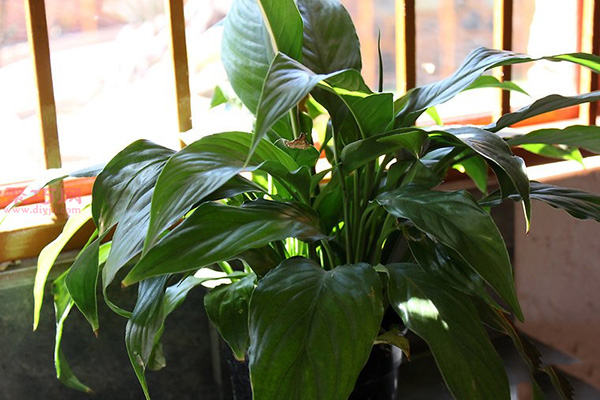 室内植物日常养殖方法 室内盆栽如何护理 