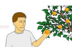 自家怎样种植柑橘 柑橘栽培种植技术