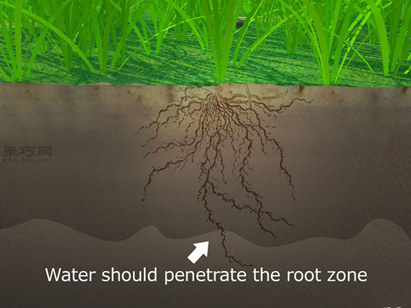 草坪如何灌溉才能既节水又有效 2