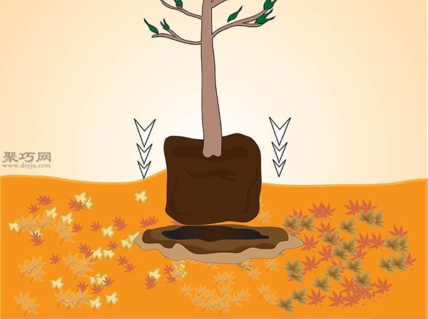 如何种植一棵树成活率高 种活一棵树步骤 6