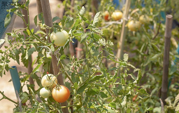 番茄怎么采摘 番茄采摘时必须注意的问题