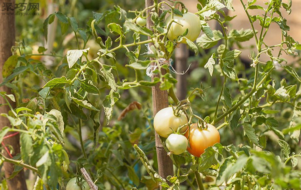 番茄怎么采摘 番茄采摘时必须注意的问题 2