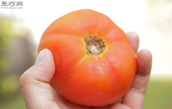 番茄怎么采摘 番茄采摘时必须注意的问题 3