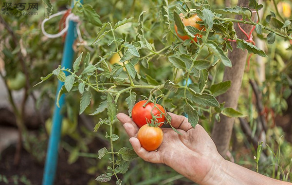 番茄怎么采摘 番茄采摘时必须注意的问题 4