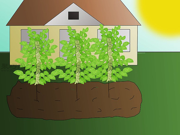 栽种大豆技术 庭院如何种植大豆