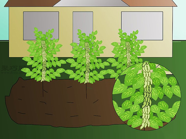 栽种大豆技术 庭院如何种植大豆 7