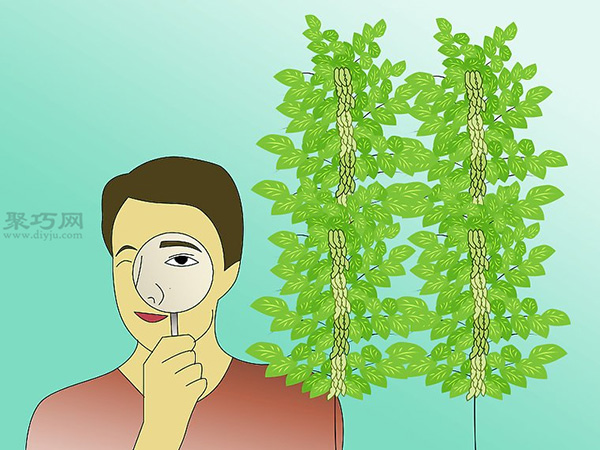 栽种大豆技术 庭院如何种植大豆 8