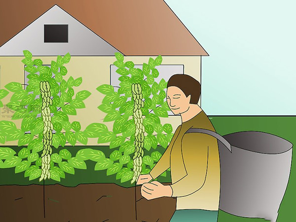 栽种大豆技术 庭院如何种植大豆 9