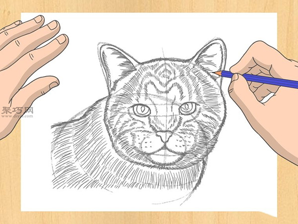怎样画出一幅好画 铅笔素描猫的画法步骤 12