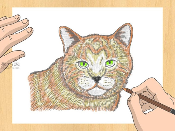 怎样画出一幅好画 铅笔素描猫的画法步骤 14