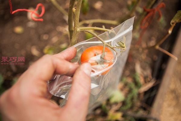 种植番茄教程图解