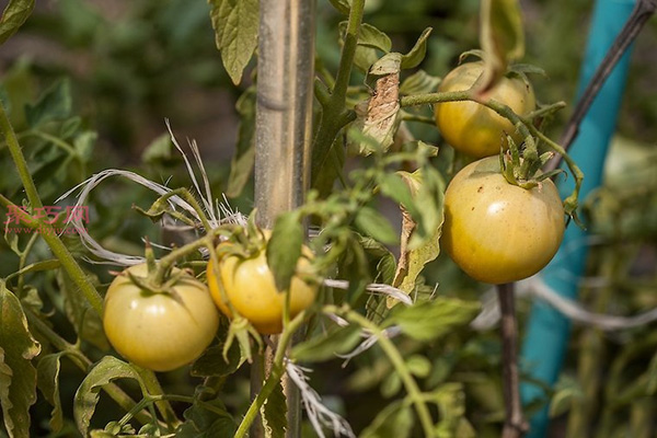 种植番茄教程图解