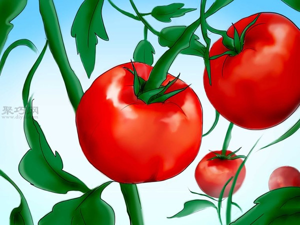 用种子种植番茄步骤 32