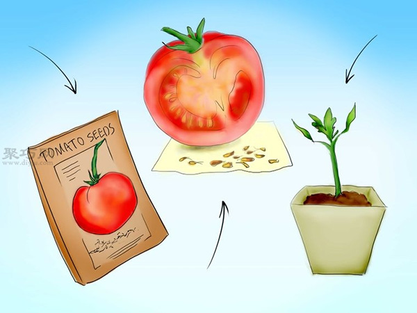 用种子种植番茄步骤 3