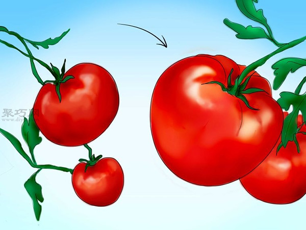 用种子种植番茄步骤 5