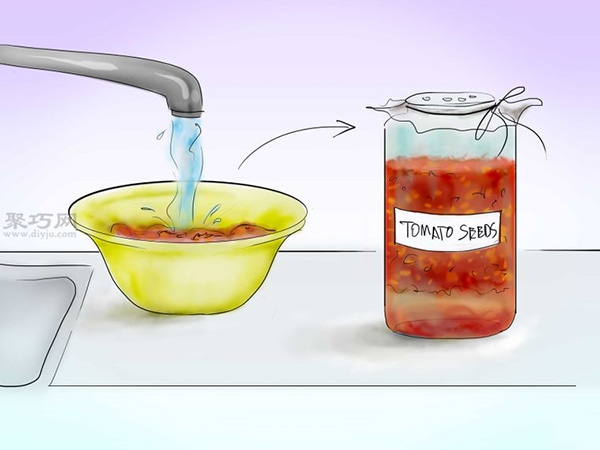 用种子种植番茄步骤 8
