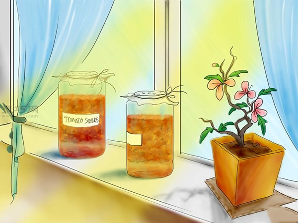 用种子种植番茄步骤 9
