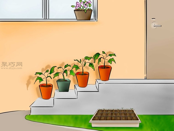用种子种植番茄步骤 22