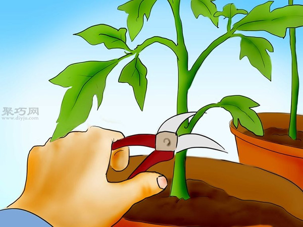 用种子种植番茄步骤 23