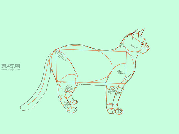 画站着的猫的侧视图的步骤 12
