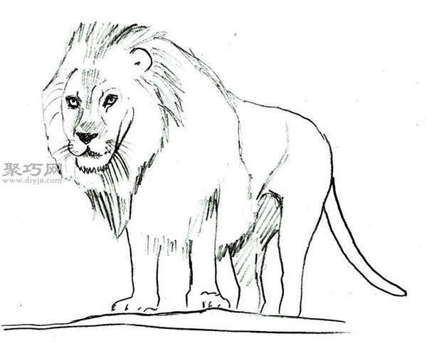 素描法画狮子画法步骤