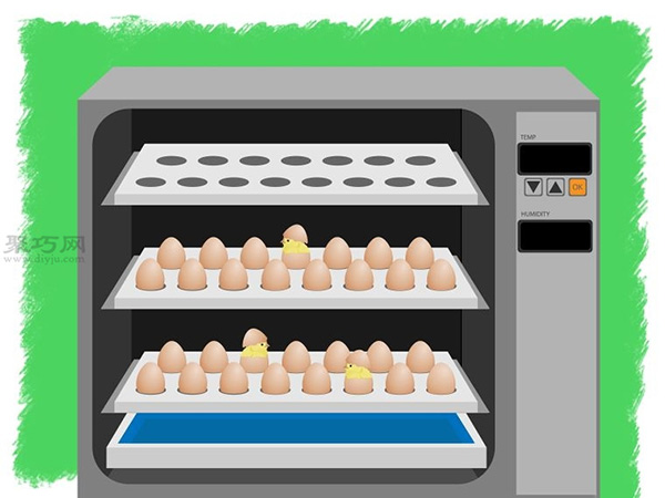 如何使用孵化器孵小鸡 教你孵化鸡蛋的方法