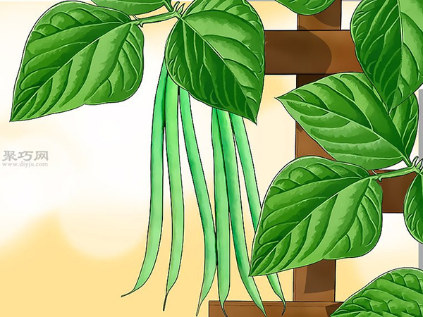 怎样种植豆类和豌豆 种植豆类和豌豆图片教程
