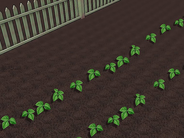 怎样种植豆类和豌豆 5