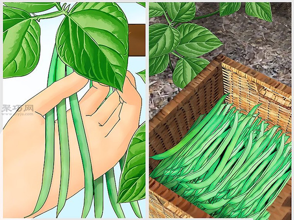怎样种植豆类和豌豆 8
