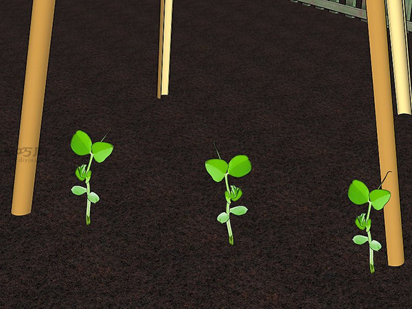 怎样种植豆类和豌豆 12