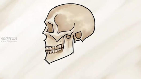 颅骨侧面图画法步骤 一起学如何画颅骨