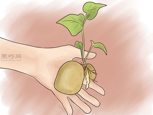 如何种植红薯 20