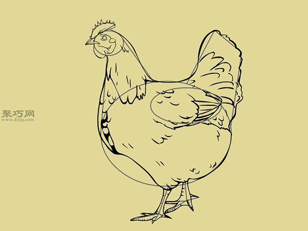 画简笔画公鸡的步骤 23